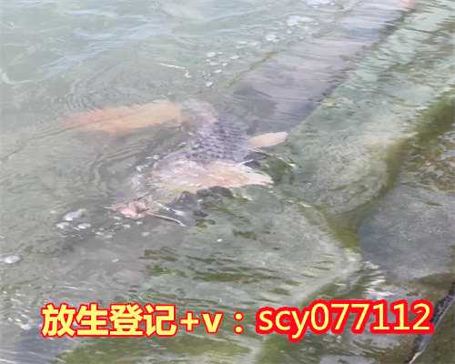 上海放生海龟十六年后救回儿子一命（上海放生泥鳅该放什么地方）